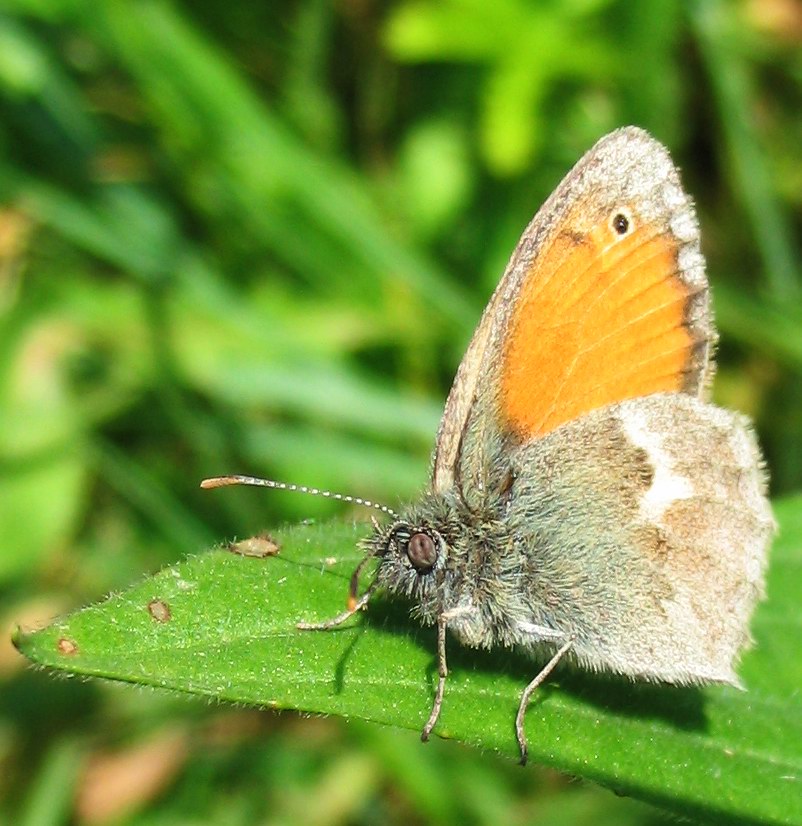 Variabilit di Coenympha pamphilus?